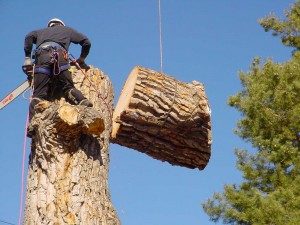 tree removal costa mesa ca